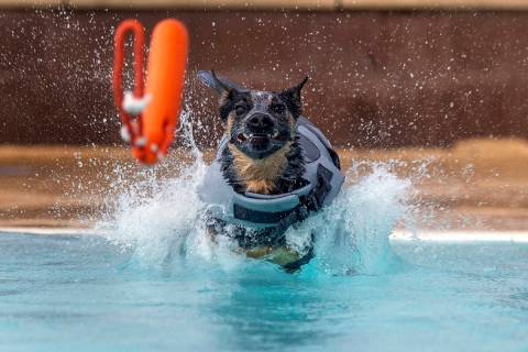 Jinx the dog jumps in the water to retrieve a toy during Dog Daze of Summer event where dogs sw ...