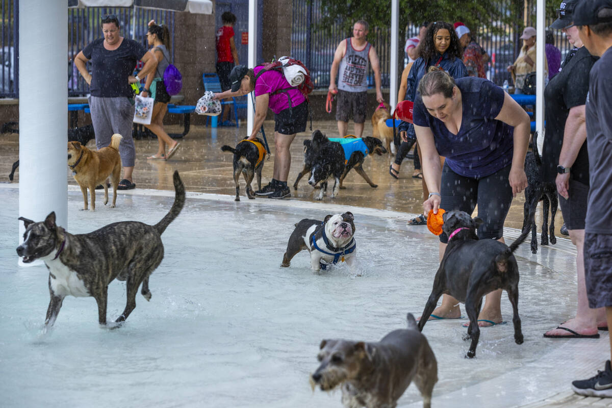 Dogs play during Dog Daze of Summer event where dogs swim in the pool before it closes for the ...