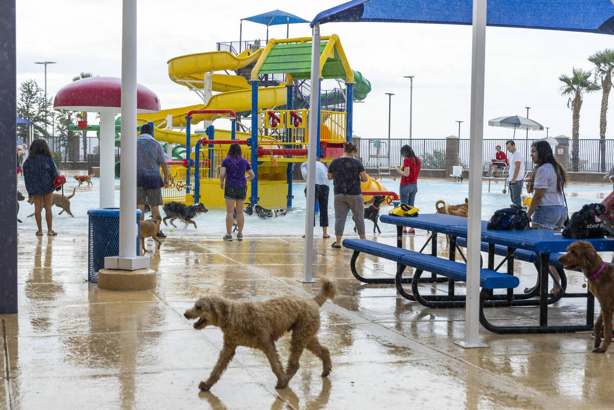 The rain can't stop the Dog Daze of Summer event where dogs swim in the pool before it closes f ...