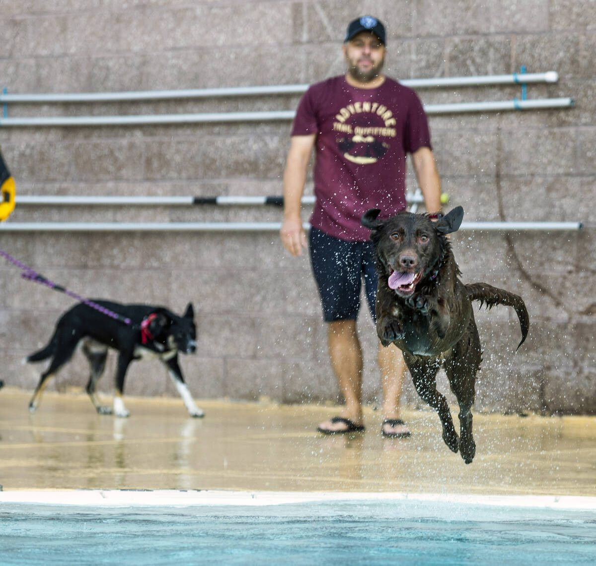 A dog leaps into the water chasing a toy during Dog Daze of Summer event where dogs swim in the ...