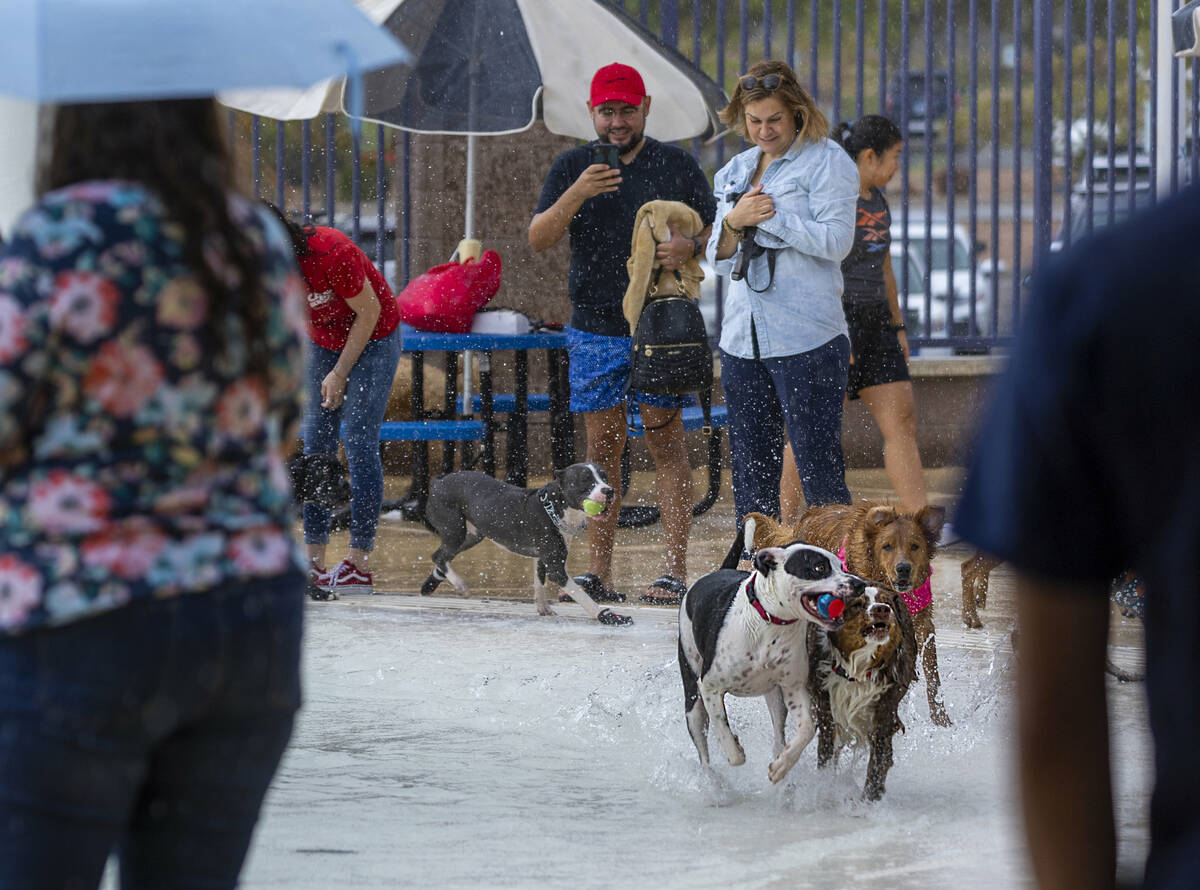 Dogs run through the shallows during Dog Daze of Summer event where dogs swim in the pool befor ...
