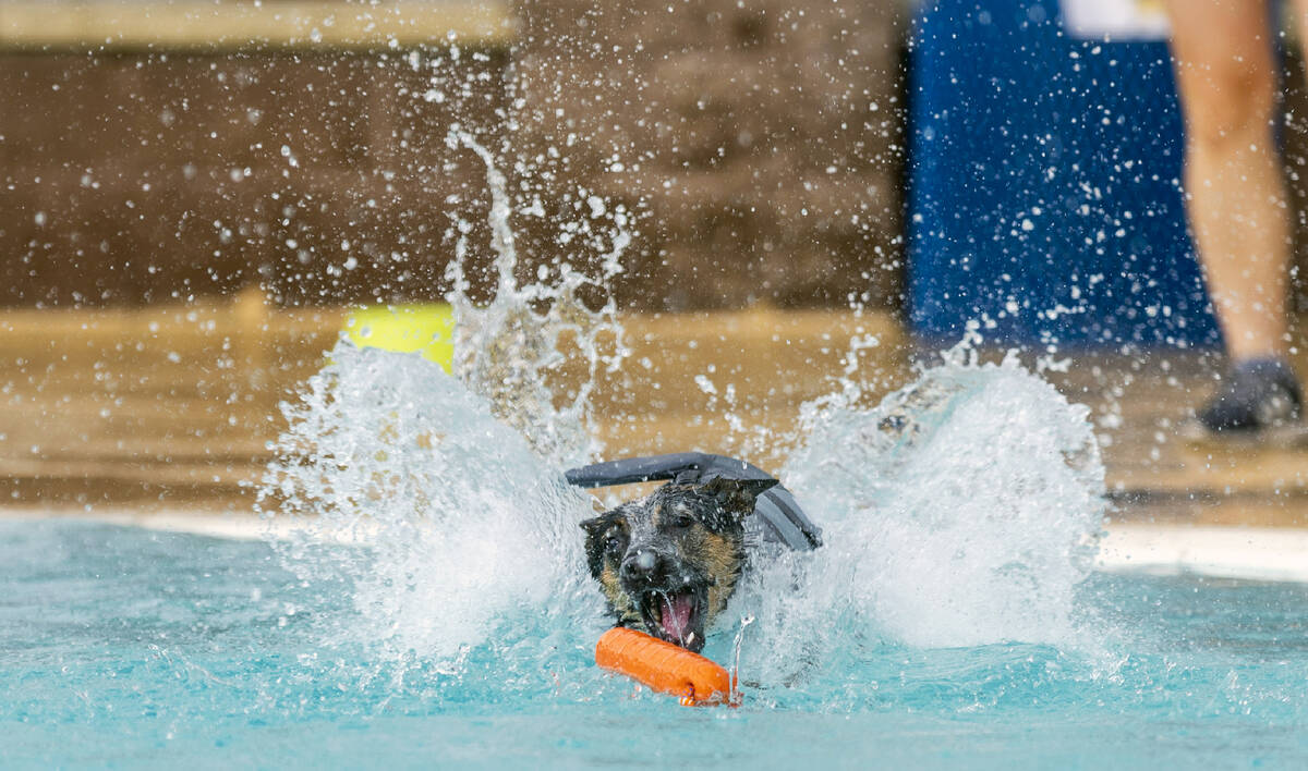 Jinx the dog jumps in the water to retrieve a toy during Dog Daze of Summer event where dogs sw ...