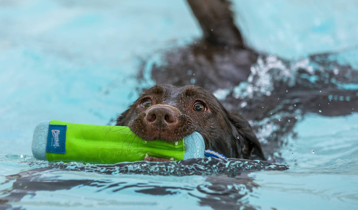 A dog retrieves a toy during Dog Daze of Summer event where dogs swim in the pool before it clo ...