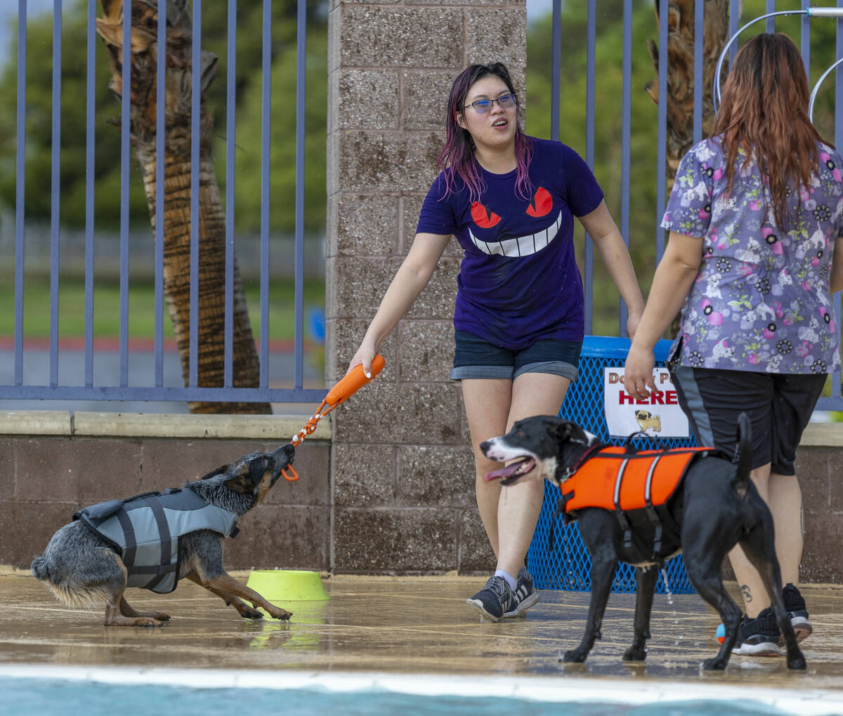 Jinx the dog battles for a toy with his owner Cher-Kay Pombuena during Dog Daze of Summer event ...
