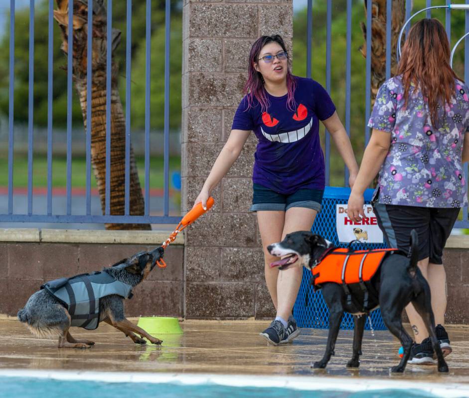 Jinx the dog battles for a toy with his owner Cher-Kay Pombuena during Dog Daze of Summer event ...