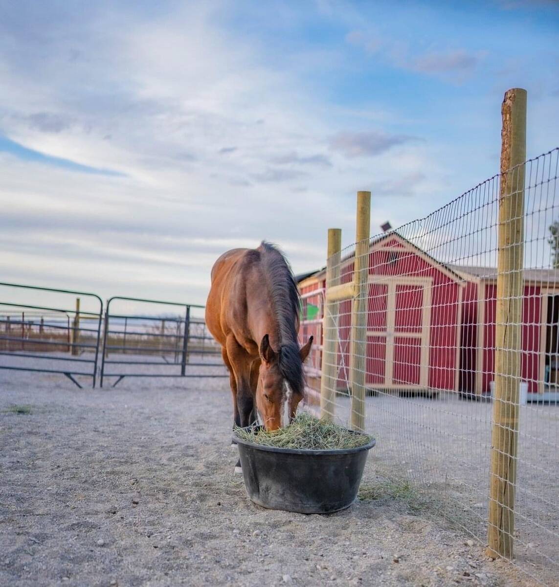 The horse sanctuary managed by the nonprofit Hearts Alive Village is looking to expand its oper ...
