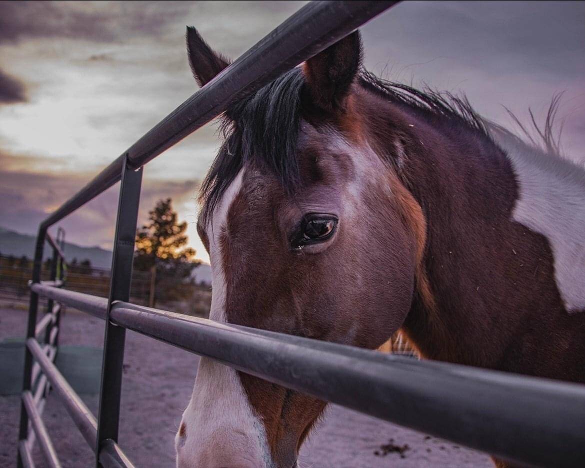 The horse sanctuary managed by the nonprofit Hearts Alive Village is looking to expand its oper ...
