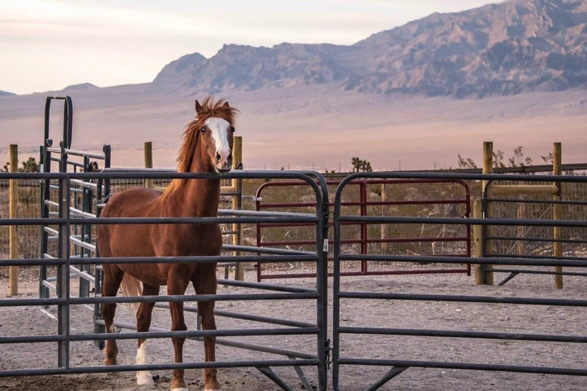 The horse sanctuary managed by the nonprofit Hearts Alive Village is looking to expand its oper ...