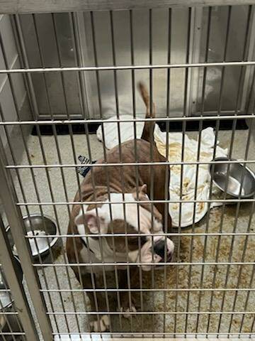 This Sept. 12, 2022, photo shows a dog being held at the Animal Foundation shelter’s int ...
