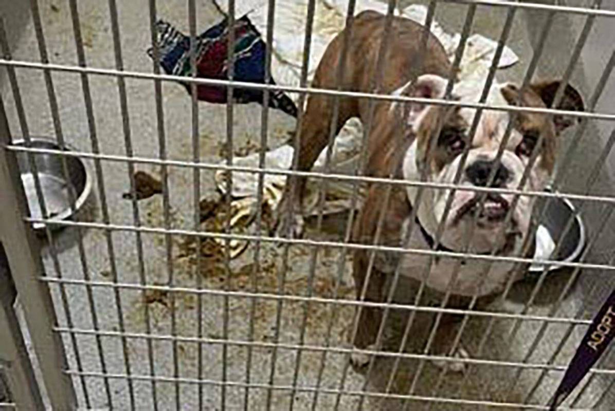 This Sept. 12, 2022, photo shows a dog being held at the Animal Foundation shelter’s intake a ...