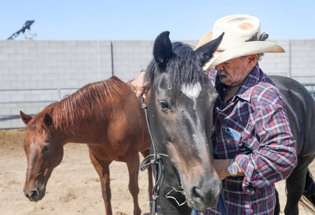 Jay DePland puts a harness on his horse Babe at his home in Henderson, Wednesday, Sept. 14, 202 ...