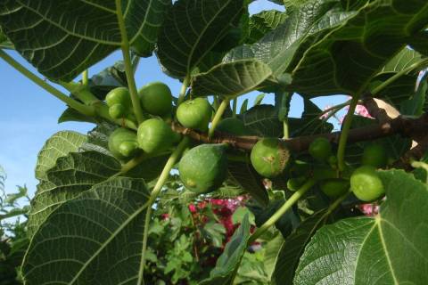 This fig tree shows the main crop (late) and the briba (early) crop. (Bob Morris)