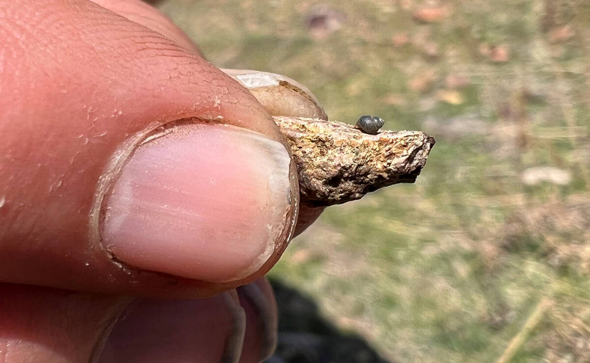 This photo provided by Lynne Buckner shows a Kings River pryg, a springsnail found in 13 isolat ...