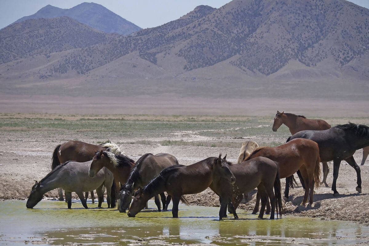 FILE - In this June 29, 2018, file photo, wild horses drink from a watering hole outside Salt L ...