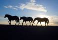 Report: More than 1,000 wild horses sent to slaughter