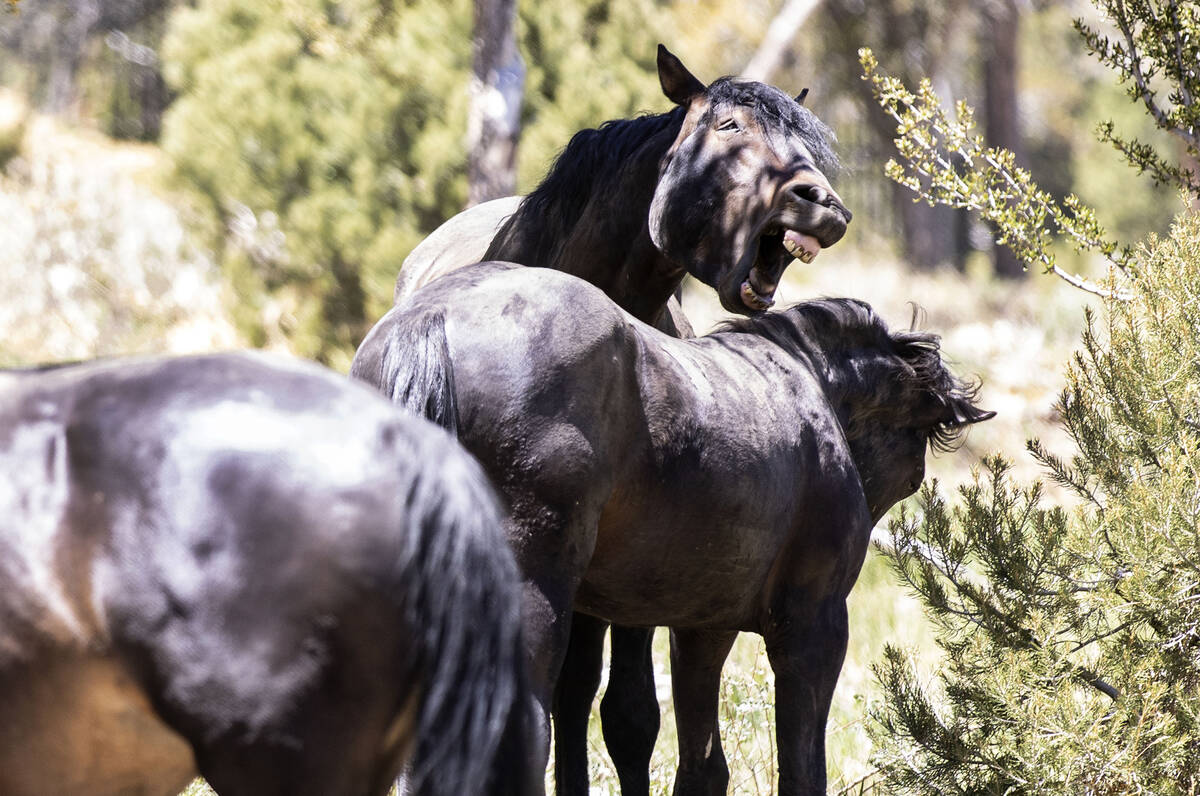 Wild horses play fighting, on Thursday, May 20, 2021, in Mount Charleston. (Bizuayehu Tesfaye/L ...