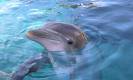 Dolphin dies at Mirage, Secret Garden temporarily closed