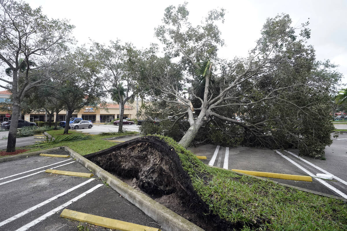 An uprooted tree, toppled by strong winds from the outer bands of Hurricane Ian, rests in a par ...