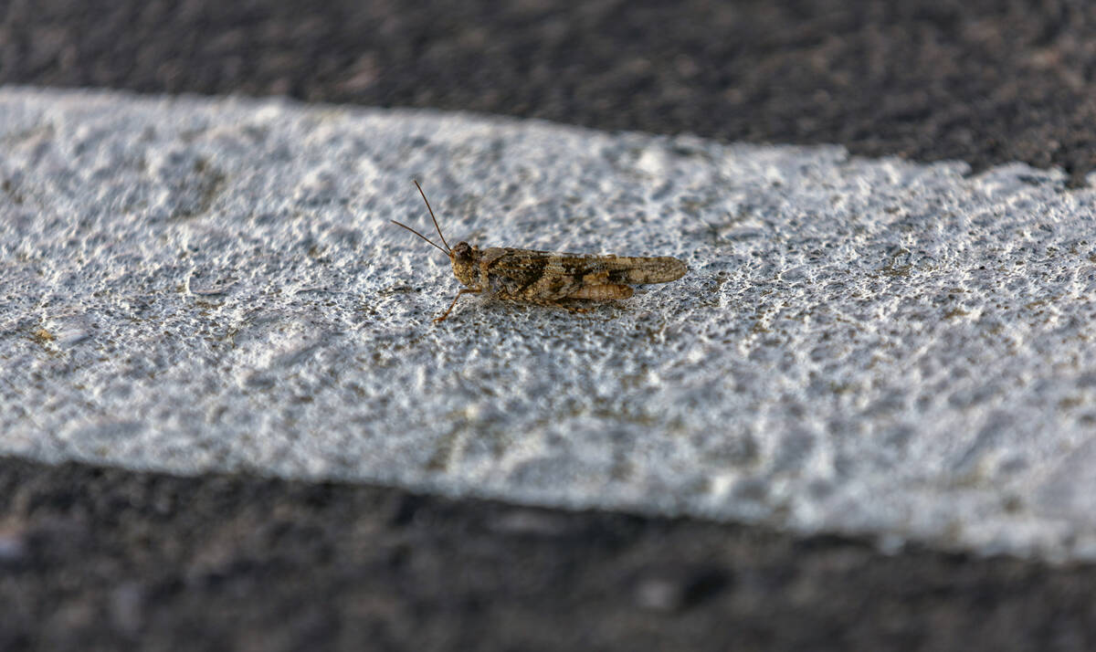 A grasshopper sits along a street painted line on Thursday, Sept. 29, 2022, in Las Vegas. (L.E. ...
