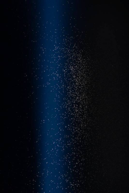 Grasshoppers swarm about the Luxor Sky Beam from atop its pyramid on Thursday, Sept. 29, 2022, ...