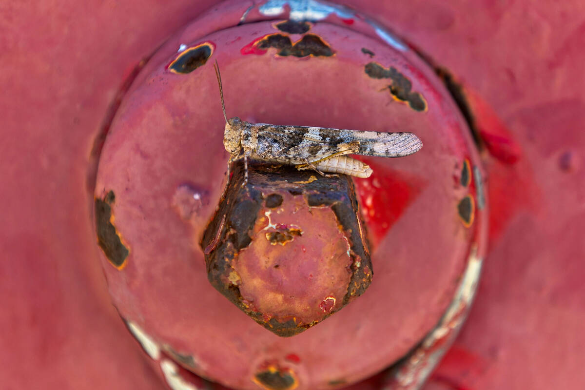 A grasshopper sits perched atop a fire hydrant valve cover on Thursday, Sept. 29, 2022, in Las ...