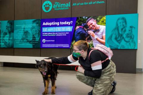 In this April 7, 2021, file photo, Wiggles the dog greets her new owner Tyler at The Animal Fou ...