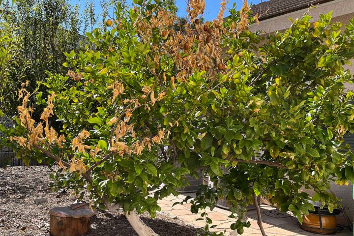 This Eureka lemon tree shows branch dieback. (Courtesy Bob Morris)