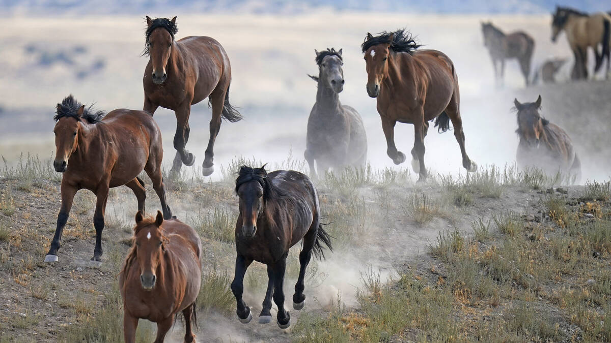 Free-ranging wild horses gallop from a watering trough on July 8, 2021, near U.S. Army Dugway P ...