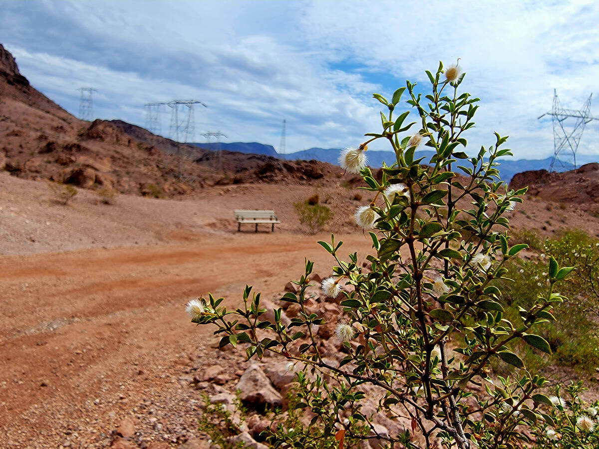 A creosote bush has gone to seed on a part of the Historic Railroad Trail past the path's five ...