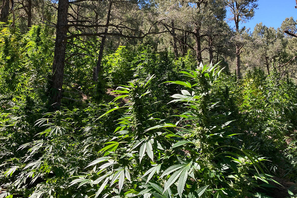 Police say more than 8,700 pounds of marijuana worth over $7.8 million were seized Sunday, Sept ...