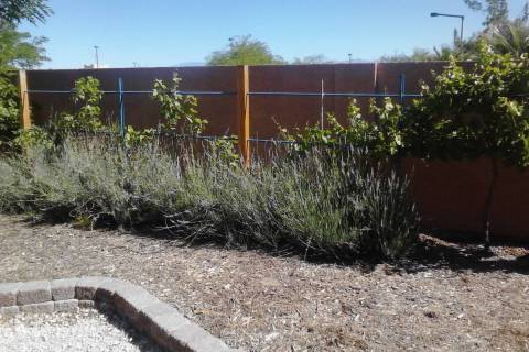 Spanish lavender and grapes grow near a fence. Lavender may have a chemical inhibitor present s ...