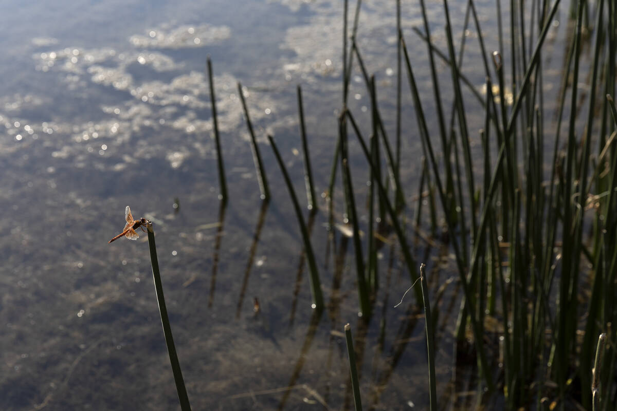 A dragonfly perches on marshland in a spring-fed pond on Baker Ranch on Friday, Sept. 9, 2022, ...