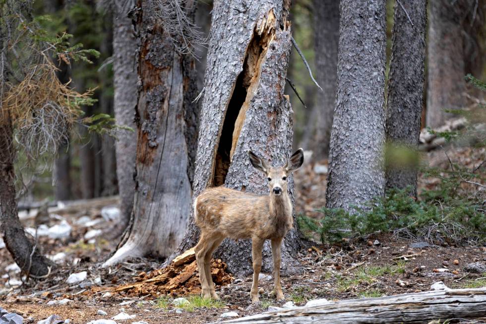 A fawn roams in Great Basin National Park on Saturday, Sept. 10, 2022, near Baker, Nevada. The ...