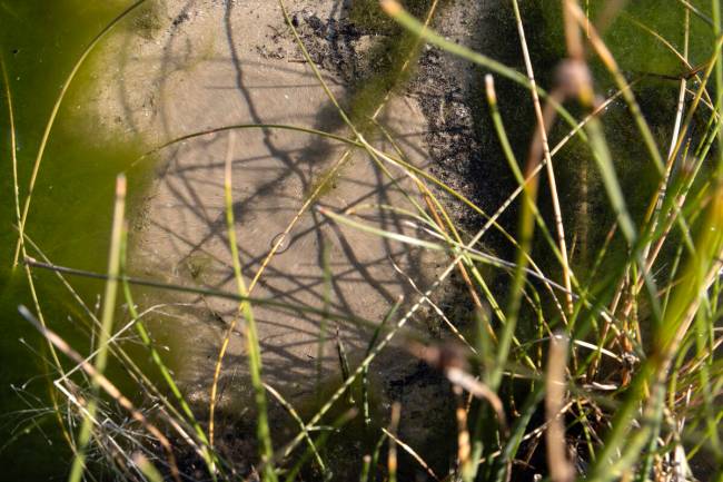 Water bubbles up in a spring-fed pond on Baker Ranch on Friday, Sept. 9, 2022, in Garrison, Uta ...