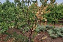 Sun damage to the peach tree's limbs was caused by the open canopy, which then encouraged borer ...