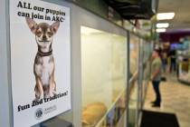A sign advertises the pure-bred nature of the dogs for sale at Petland Las Vegas on Wednesday, ...