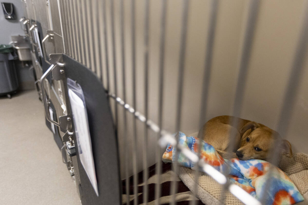 Dewan Kota Las Vegas bergerak untuk mengaudit Animal Foundation