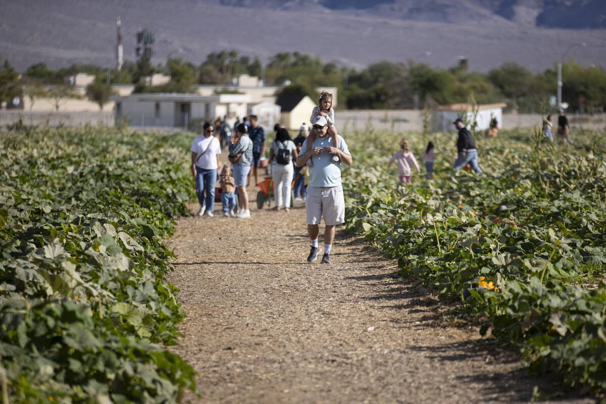 People visit Gilcrease Orchard in Las Vegas, Thursday, Oct. 20, 2022. (Erik Verduzco / Las Vega ...