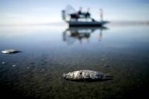 Oxygen-starved tilapia float in a shallow Salton Sea bay near Niland, Calif., on April 29, 2015 ...