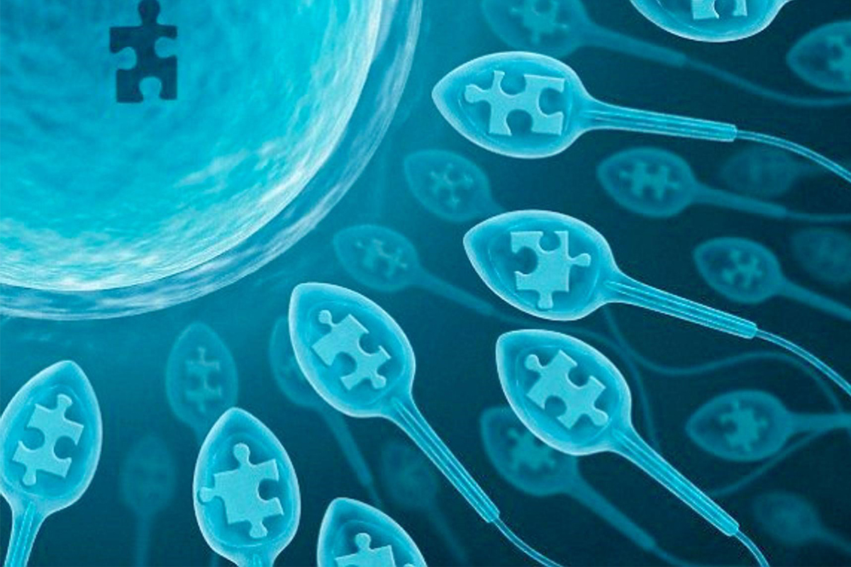 The 5 Finest Male Fertility Dietary supplements on the Market