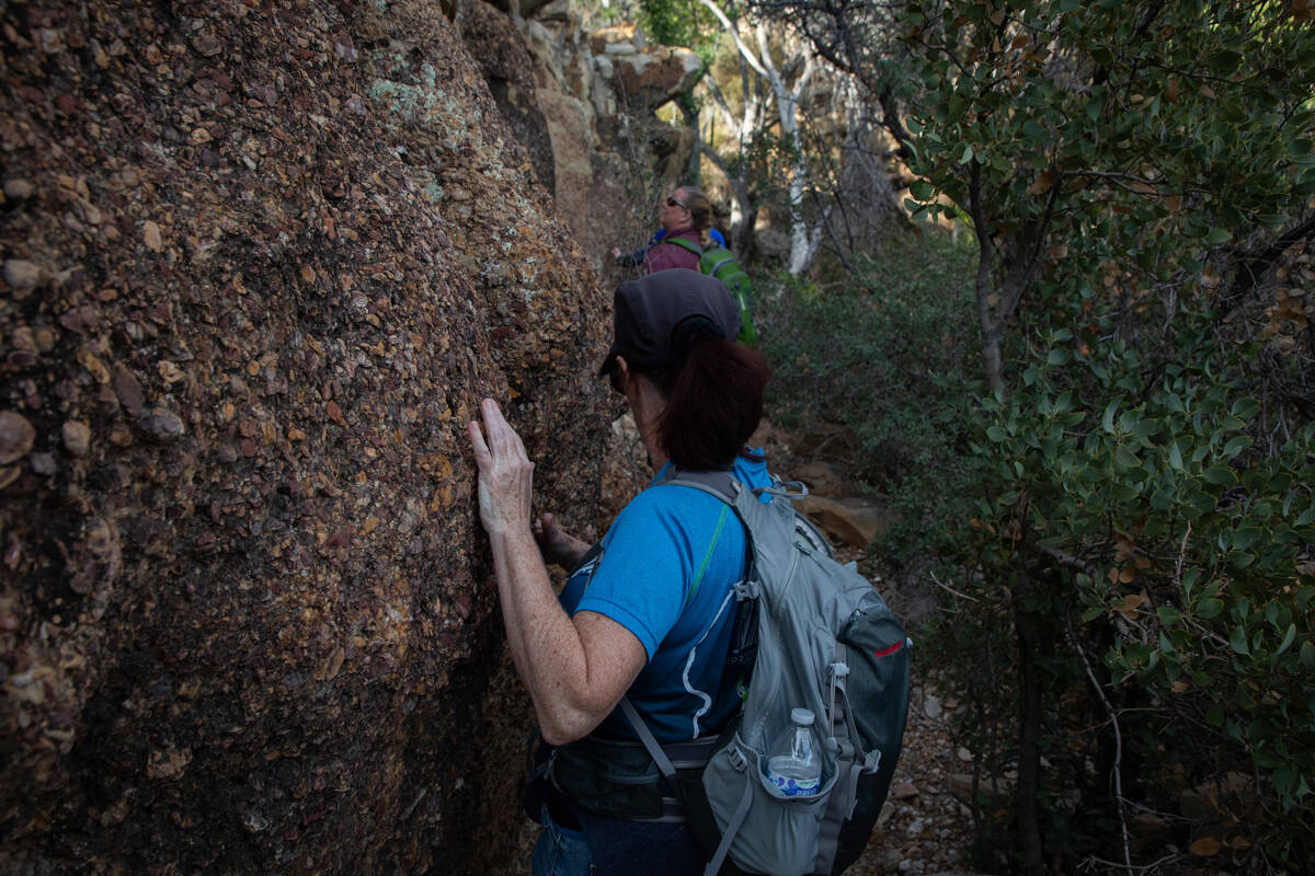Las Vegas Overweight Hikers for Health group member, Ronna Reed, 59, climbs downhill during a h ...