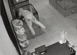 Las Vegas police say they are looking for people caught on camera stealing puppies from pet sto ...
