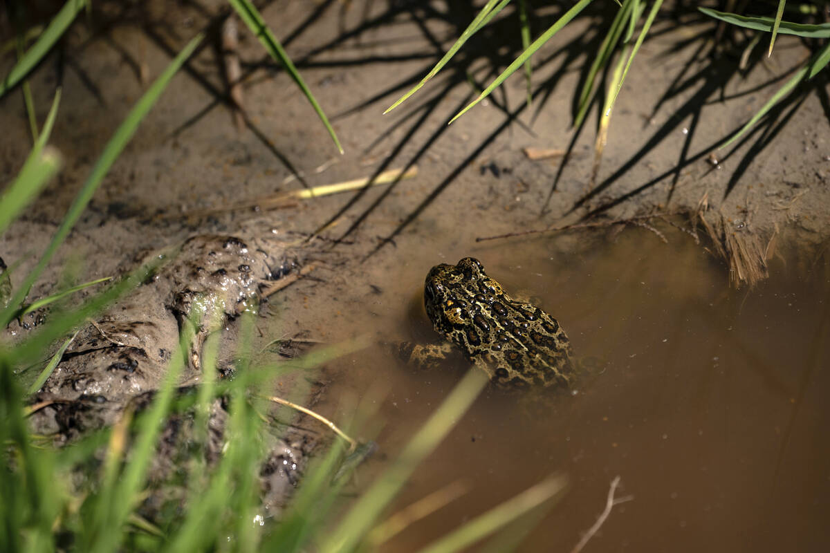 A Dixie Valley toad is seen around the hot spring-fed wetland in the Dixie Valley in Fallon, Ne ...
