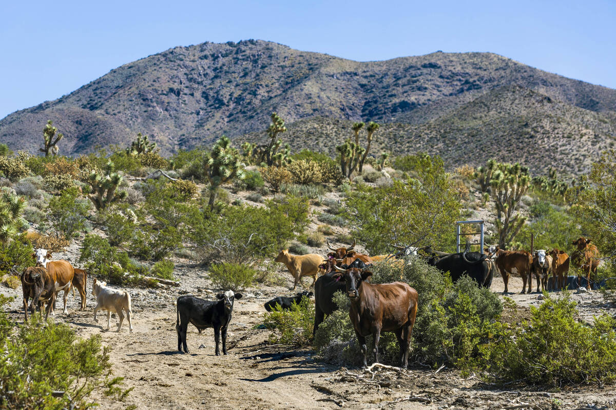 Cliven Bundy's cows grazing on BLM land within the Gold Butte National Monument on Wednesday, O ...