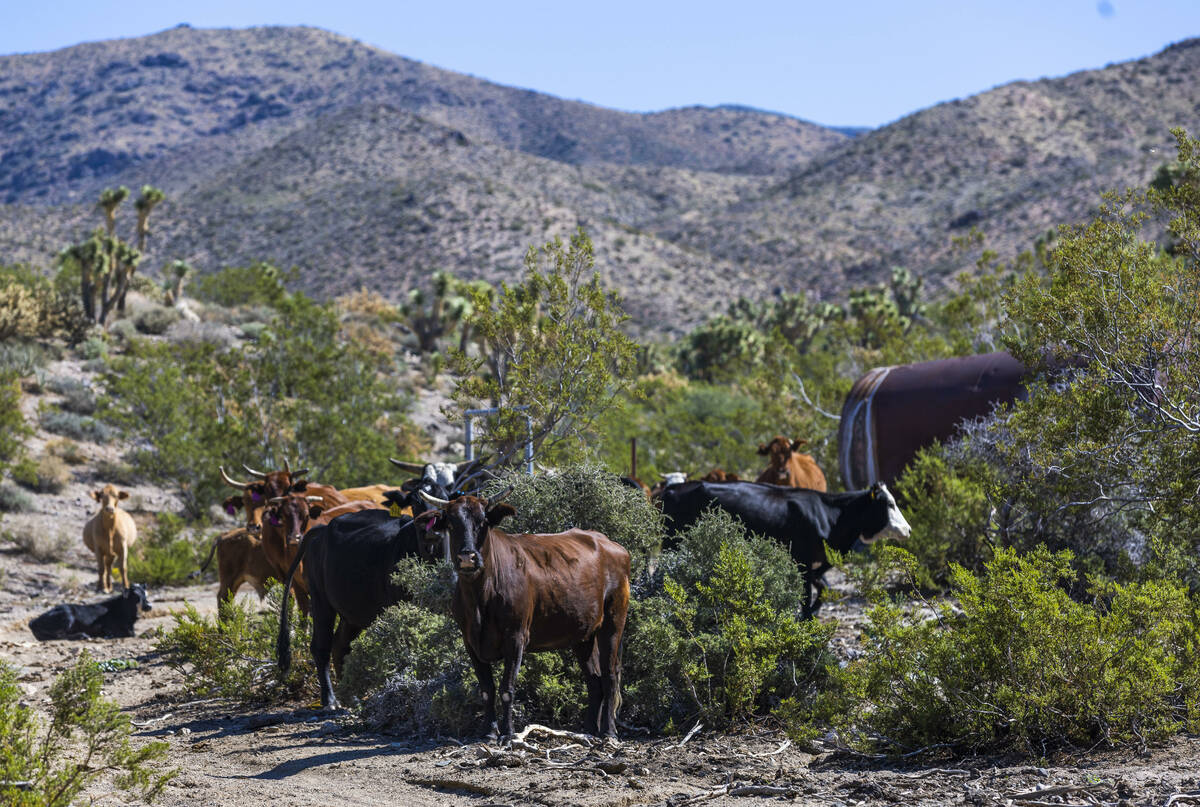 Cliven Bundy's cows grazing on BLM land within the Gold Butte National Monument on Wednesday, O ...