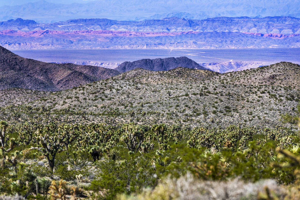 The dynamic environment of the Gold Butte National Monument where Cliven Bundy's cows are still ...