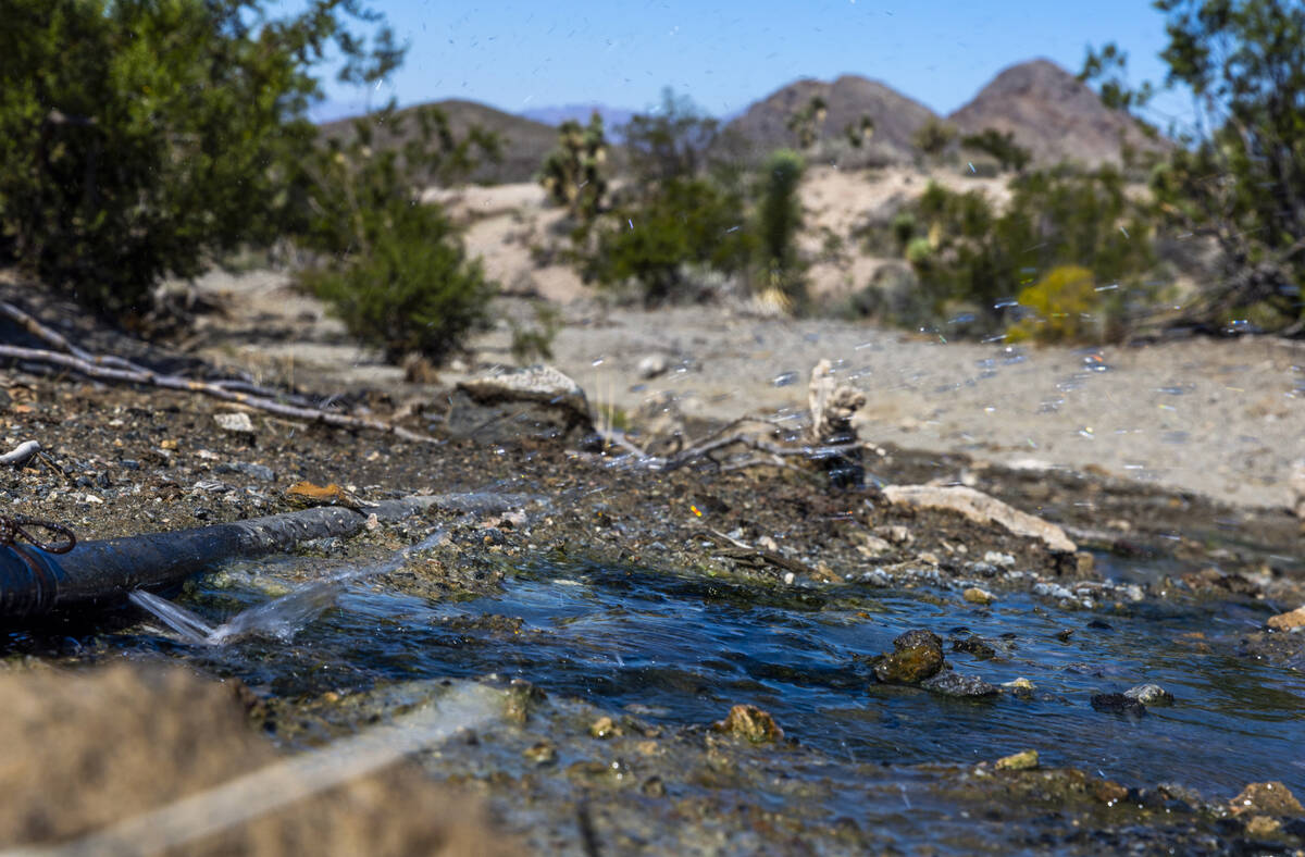 Water leaking from a line installed for Cliven Bundy's cows grazing on BLM land within the Gold ...