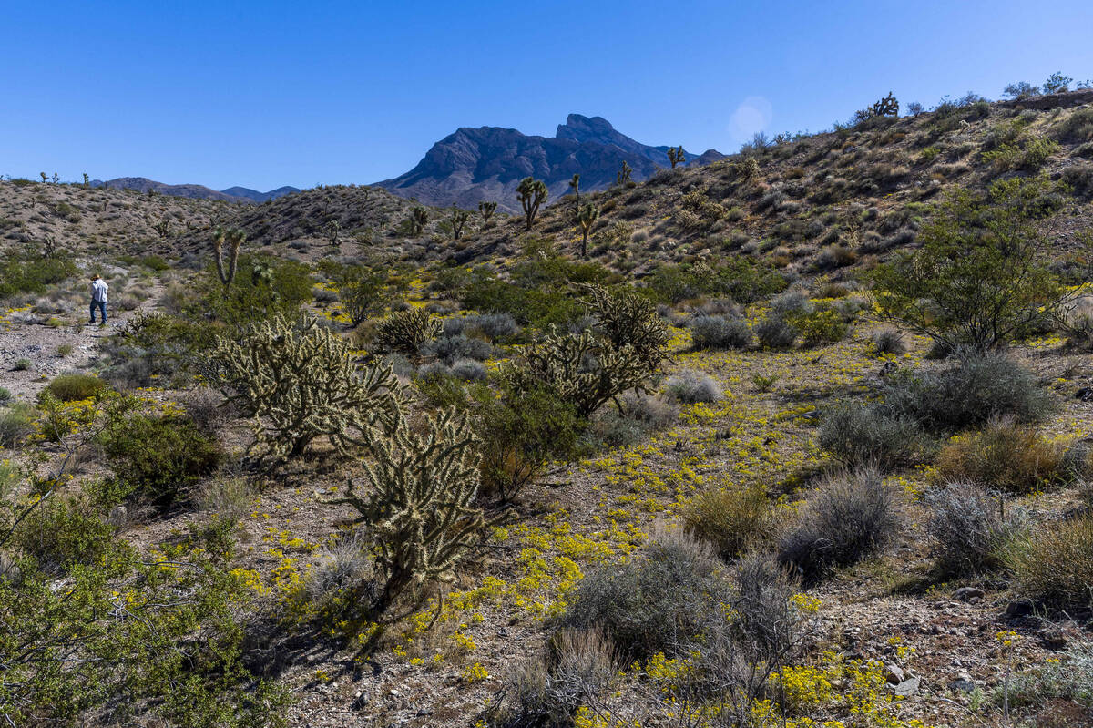 Patrick Donnelly, Great Basin Director with the Center for Biological Diversity, walks about th ...