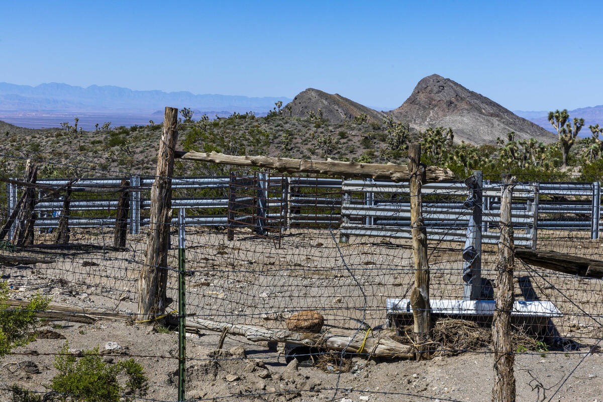 An enclosure for Cliven Bundy's cows grazing on BLM land within the Gold Butte National Monumen ...