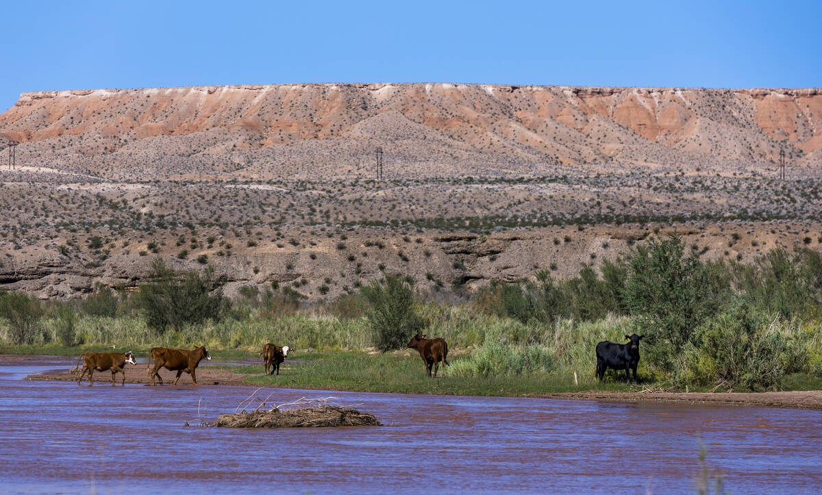 Cliven Bundy's cows graze on BLM land about the Virgin River and still refuses the pay grazing ...